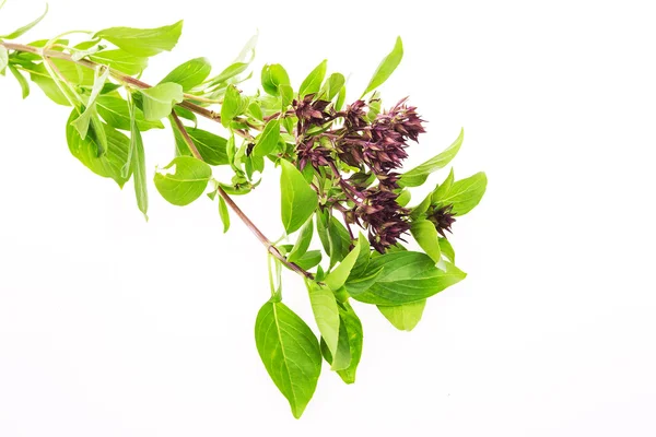 Albahaca verde aislada sobre el fondo blanco — Foto de Stock