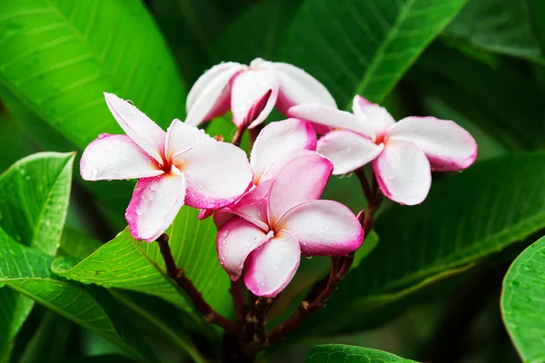 Flores de Plumeria — Foto de Stock