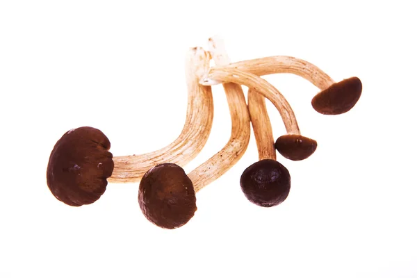 Verschillende verse shiitake paddestoelen — Stockfoto