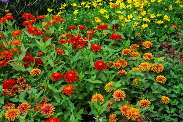 Bunte Blumen in den Gärten. — Stockfoto