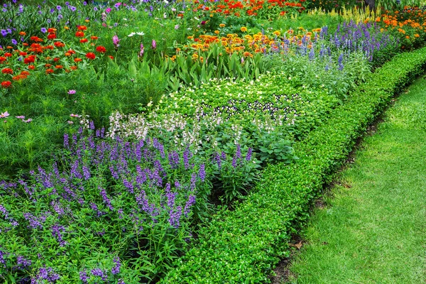 Flores coloridas nos jardins . — Fotografia de Stock