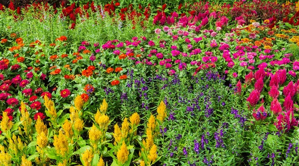 Flores de colores en los jardines . — Foto de Stock