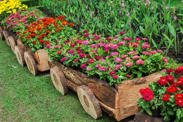 Flores de colores en los jardines . — Foto de Stock