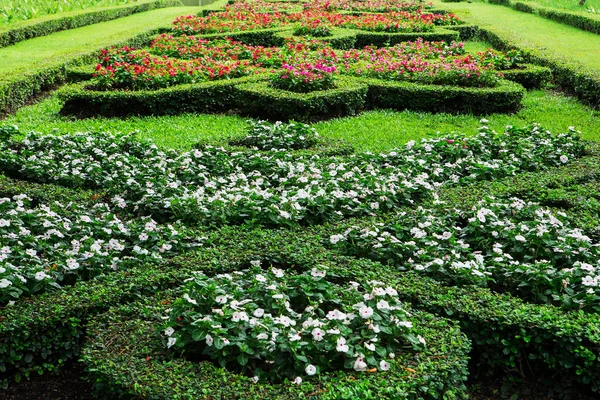 Flores de colores en los jardines . — Foto de Stock