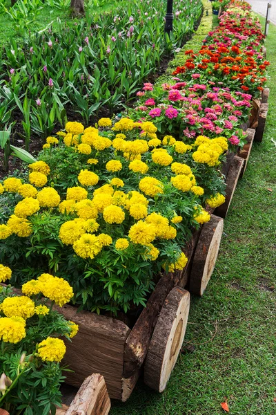 Flores de colores en los jardines . — Foto de Stock