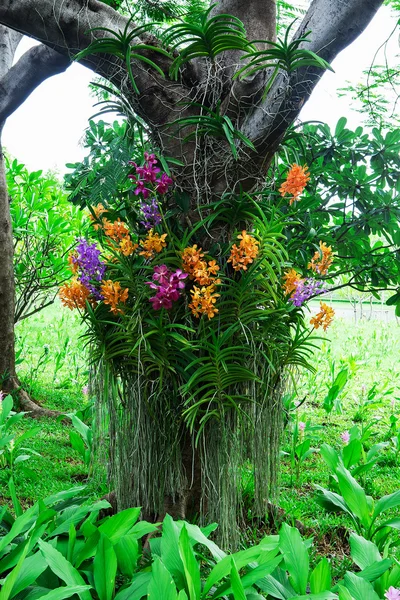 Kolorowe kwiaty w ogrodach. — Zdjęcie stockowe