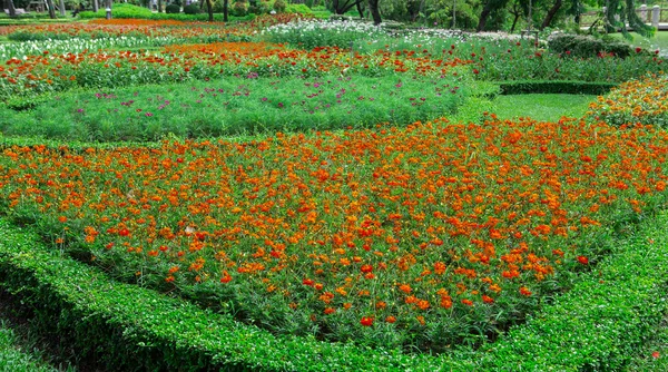 Kolorowe kwiaty w ogrodach. — Zdjęcie stockowe
