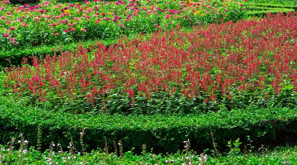 Bunte Blumen in den Gärten. — Stockfoto
