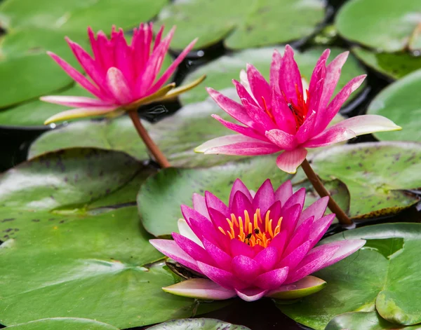 Η lotus με όμορφα χρώματα στον κήπο. — Φωτογραφία Αρχείου