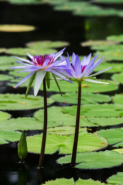 Le lotus avec de belles couleurs dans le jardin . — Photo