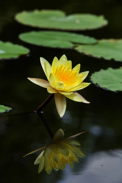 El loto con hermosos colores en el jardín . —  Fotos de Stock