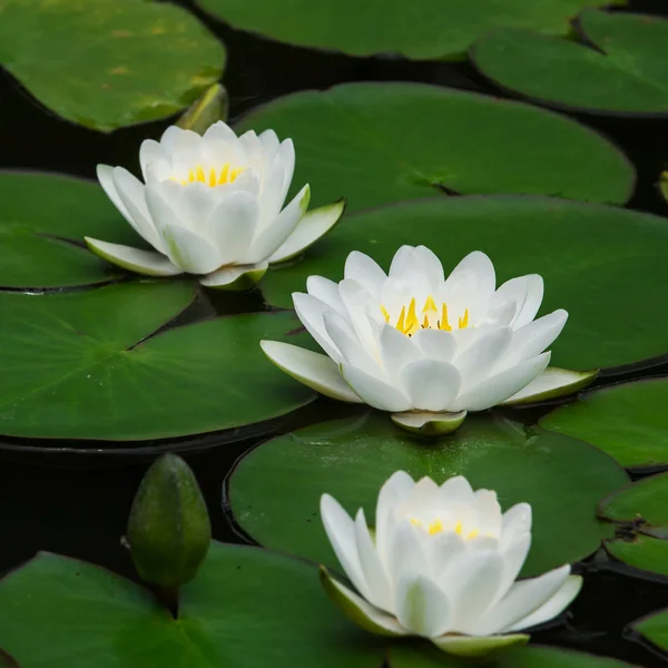 Loto blanco —  Fotos de Stock