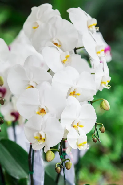 Orchid flowers with beautiful — Stock Photo, Image