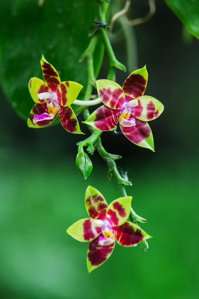 Orchid flowers with beautiful — Stock Photo, Image