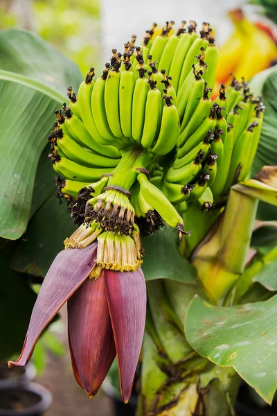 Young banana blossom — Stock Photo, Image