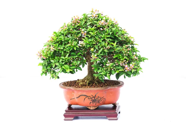 Pino bonsái contra una pared blanca —  Fotos de Stock