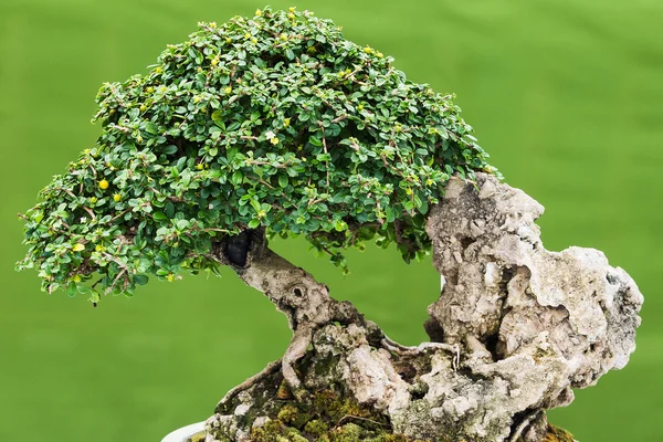 Drzewo sosny Bonsai — Zdjęcie stockowe