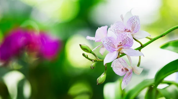 Orquídea Laeliocattleya híbrida — Fotografia de Stock