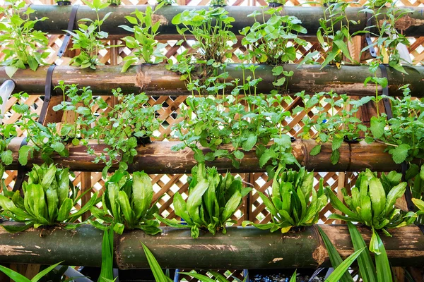 Huerto ecológico . — Foto de Stock