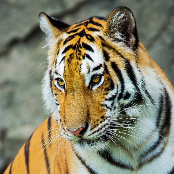 Tiger — Stockfoto