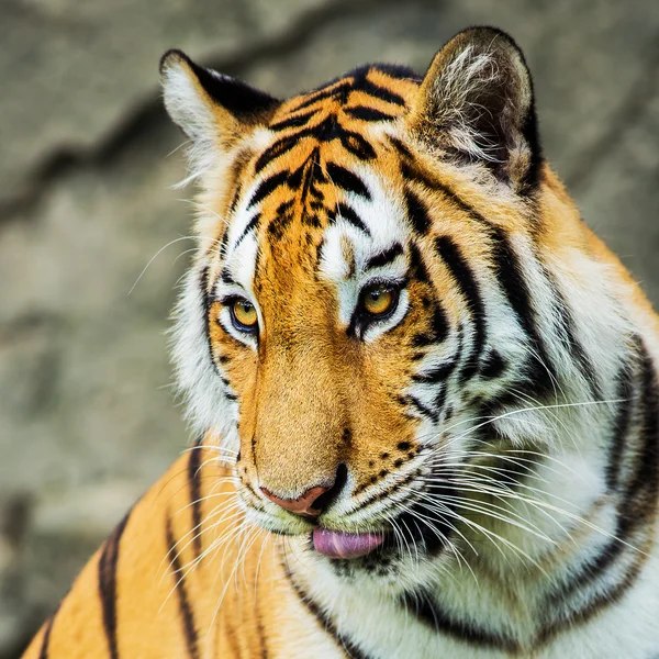 Tigre — Foto de Stock