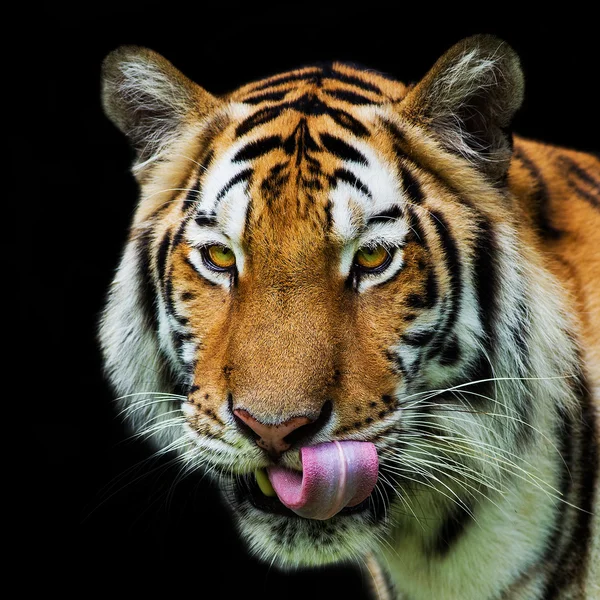 Tiger — Stockfoto