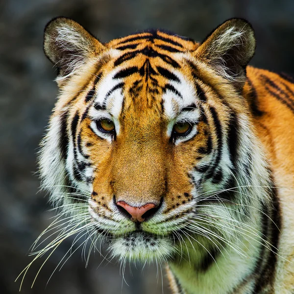 Tiger — Stockfoto