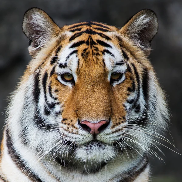 Tijger, — Stockfoto