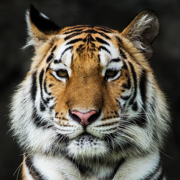 Tijger, — Stockfoto