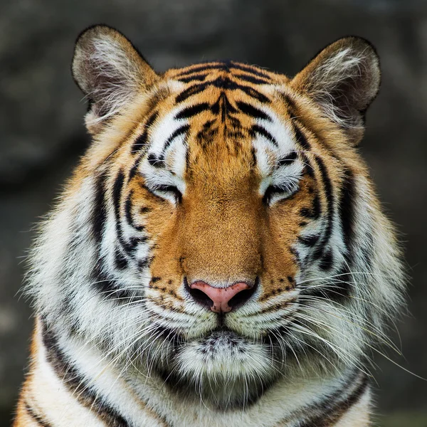 Tiger, — Stockfoto