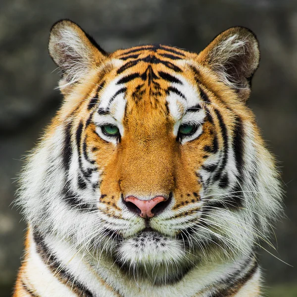 Tiger, — Stockfoto