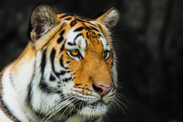 Tijger, — Stockfoto