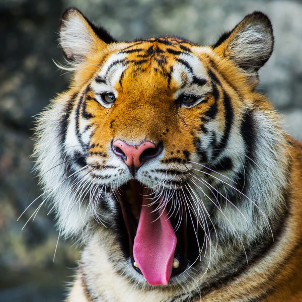 Tigre, — Foto de Stock