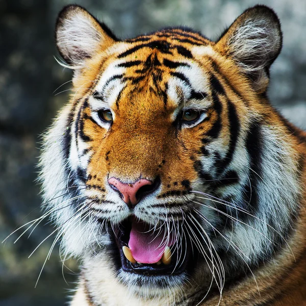 Tigre, — Fotografia de Stock