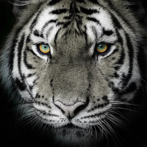 Tiger, — Stockfoto