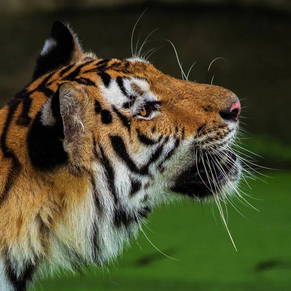 Tiger — Stockfoto