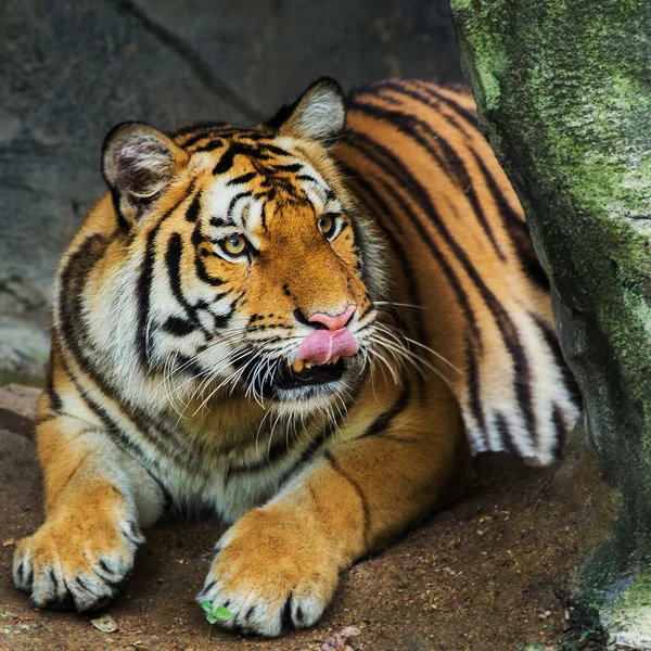 Tiger — Stockfoto