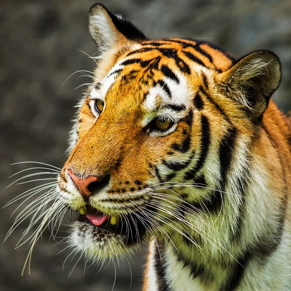 Tigre — Foto de Stock