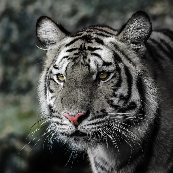 Tiger — Stockfoto