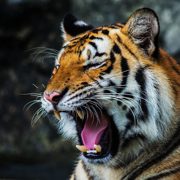 Tiger — Stockfoto