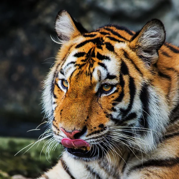 Tiger — Stockfoto