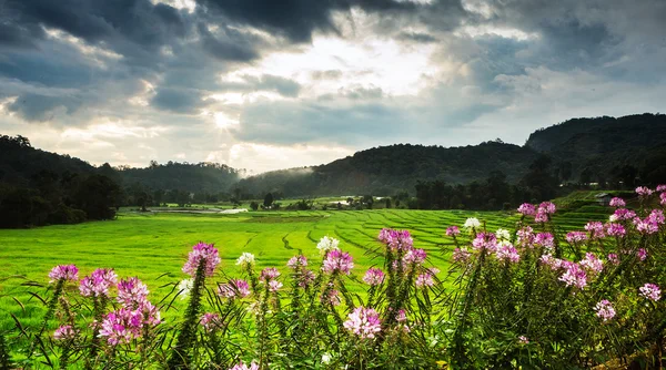 Paddyfält i thailand — Stockfoto