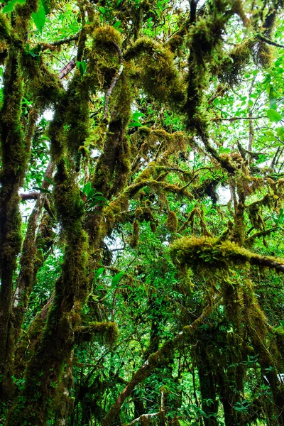 A integridade da floresta. Parque Nacional Doi Inthanon. Chiang... — Fotografia de Stock