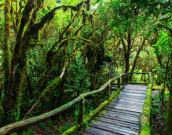 Hermosa selva tropical en el sendero natural ang ka en doi inthanon nat —  Fotos de Stock