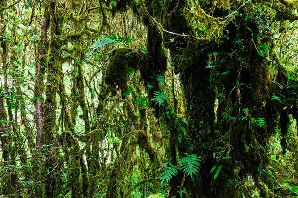 Целостность леса. Национальный парк Дои Интанон. Чианг — стоковое фото