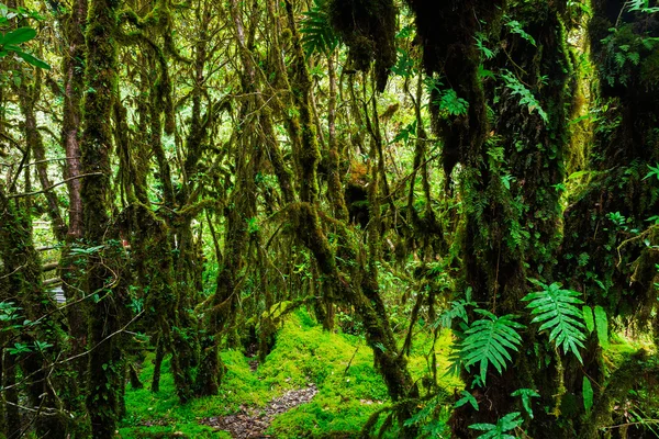 Celistvost lesa. Doi Inthanon národní Park. Chiang — Stock fotografie