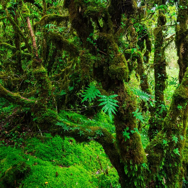 A integridade da floresta. Parque Nacional Doi Inthanon. Chiang... — Fotografia de Stock