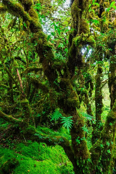 Ormanın bütünlüğü. Doi Inthanon Milli Parkı. Chiang 