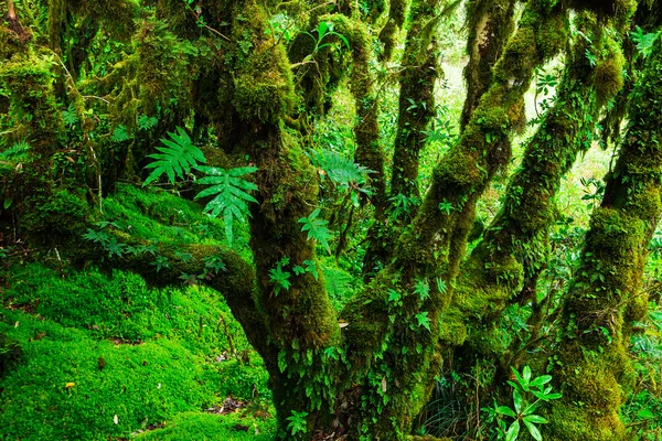 Целостность леса. Национальный парк Дои Интанон. Чианг — стоковое фото
