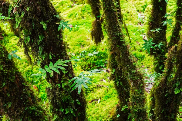 A integridade da floresta. Parque Nacional Doi Inthanon. Chiang... — Fotografia de Stock